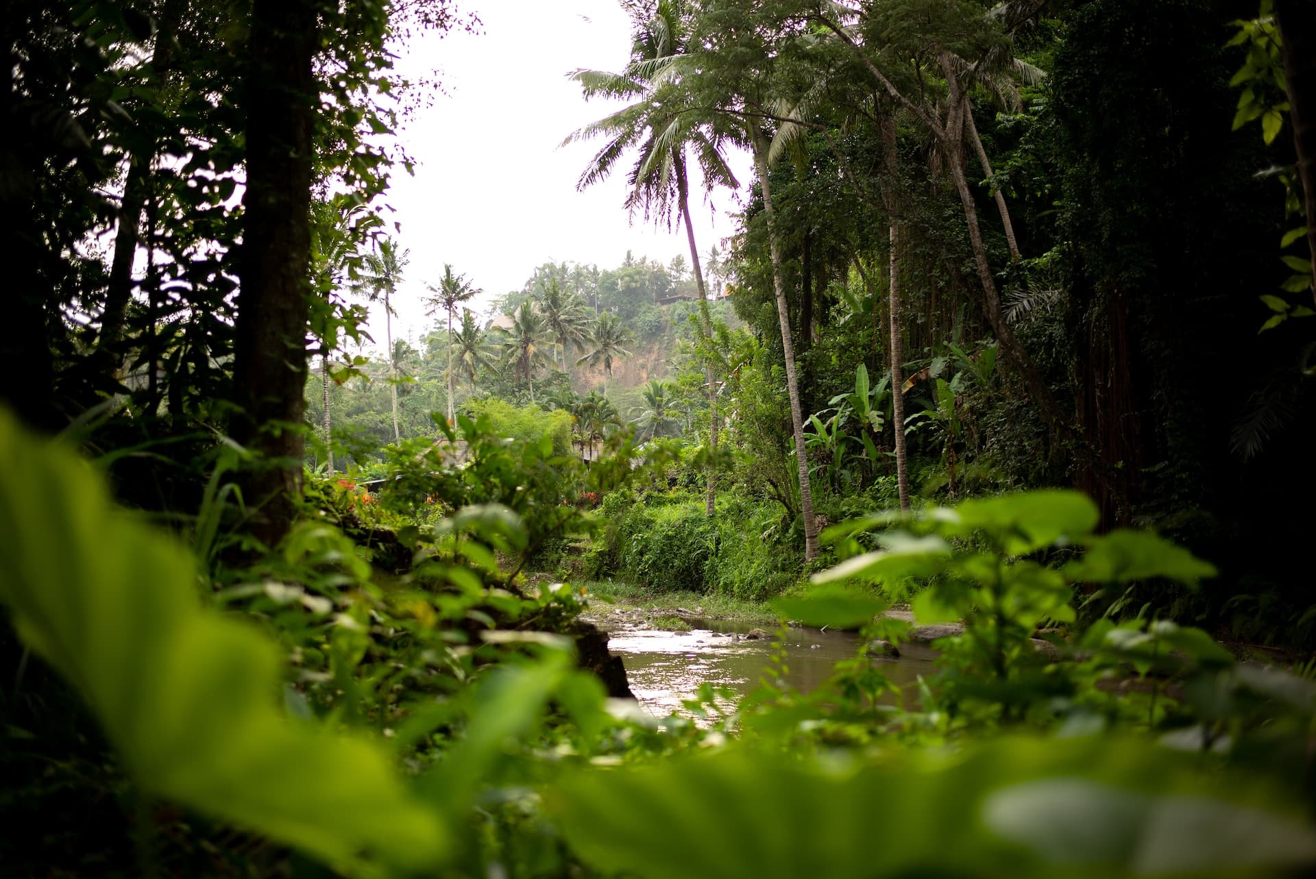 Amazon rainforest